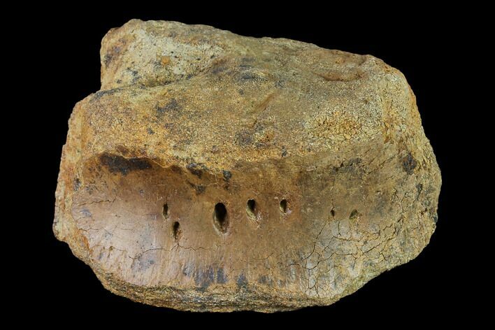 Bargain, Hadrosaur (Edmontosaur) Dorsal Vertebra - South Dakota #145834